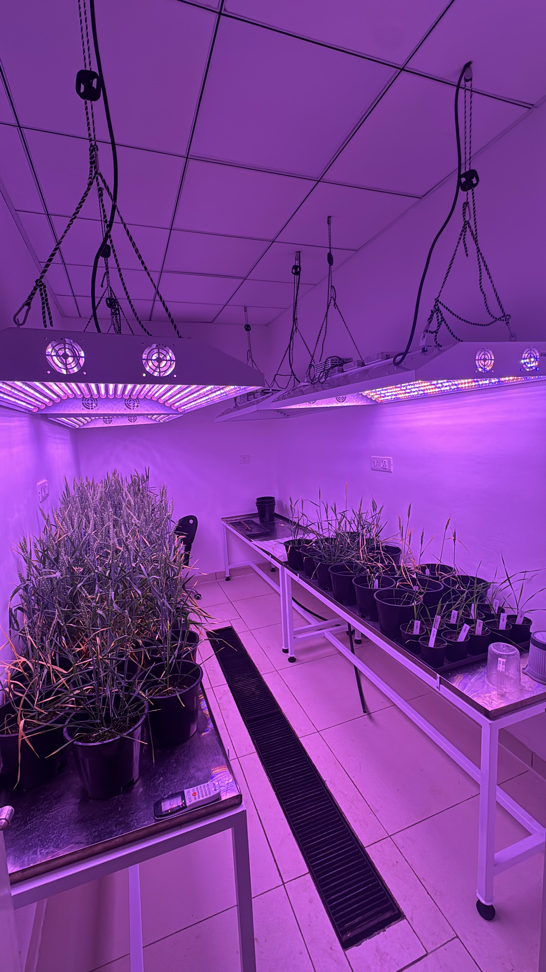 Speed Breeding Climate-Controlled Chambers