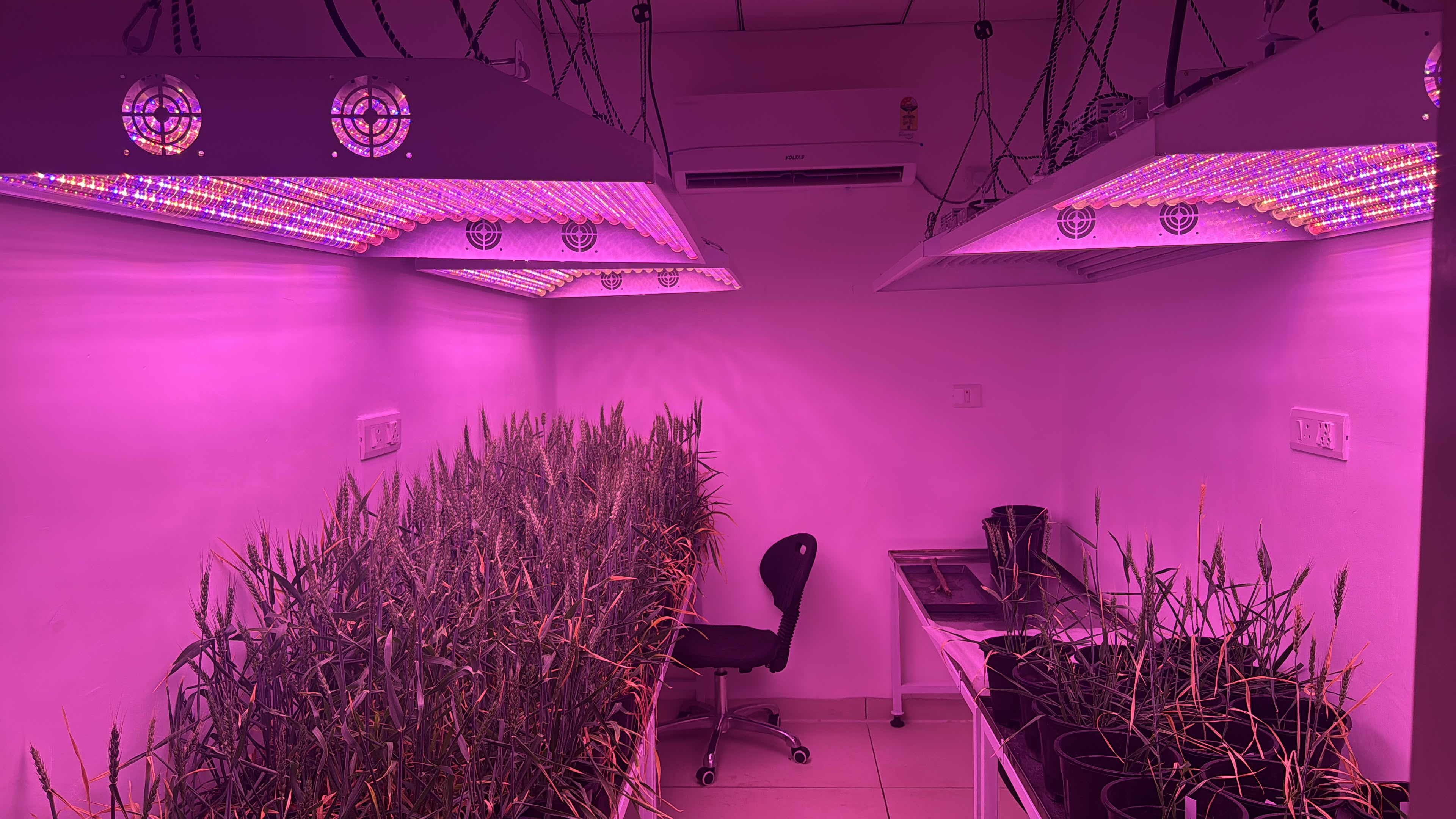 Speed Breeding Lab