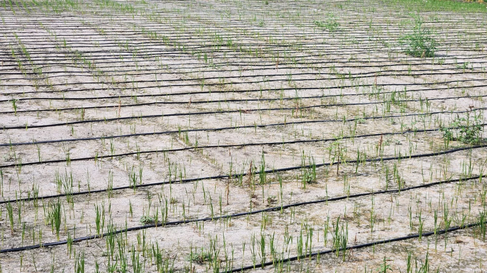 Field Research Site 2