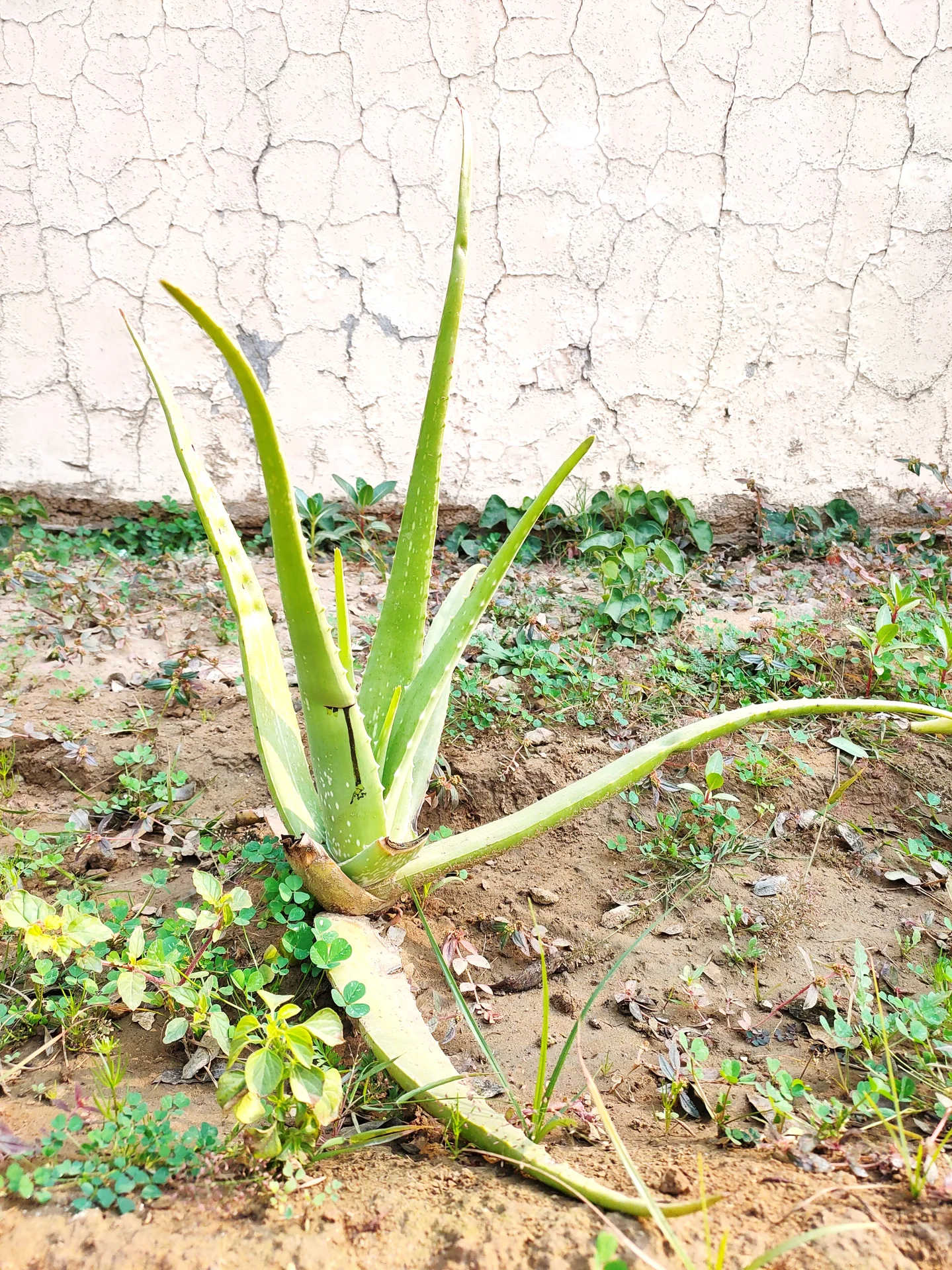 Biosensor Platform Development