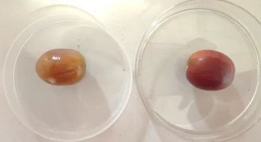 Fruit Coating Synthesis